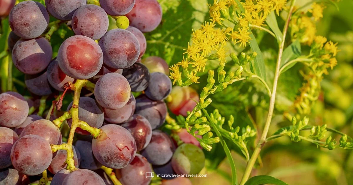 Microwave Grapes Risk - Microwave Answers