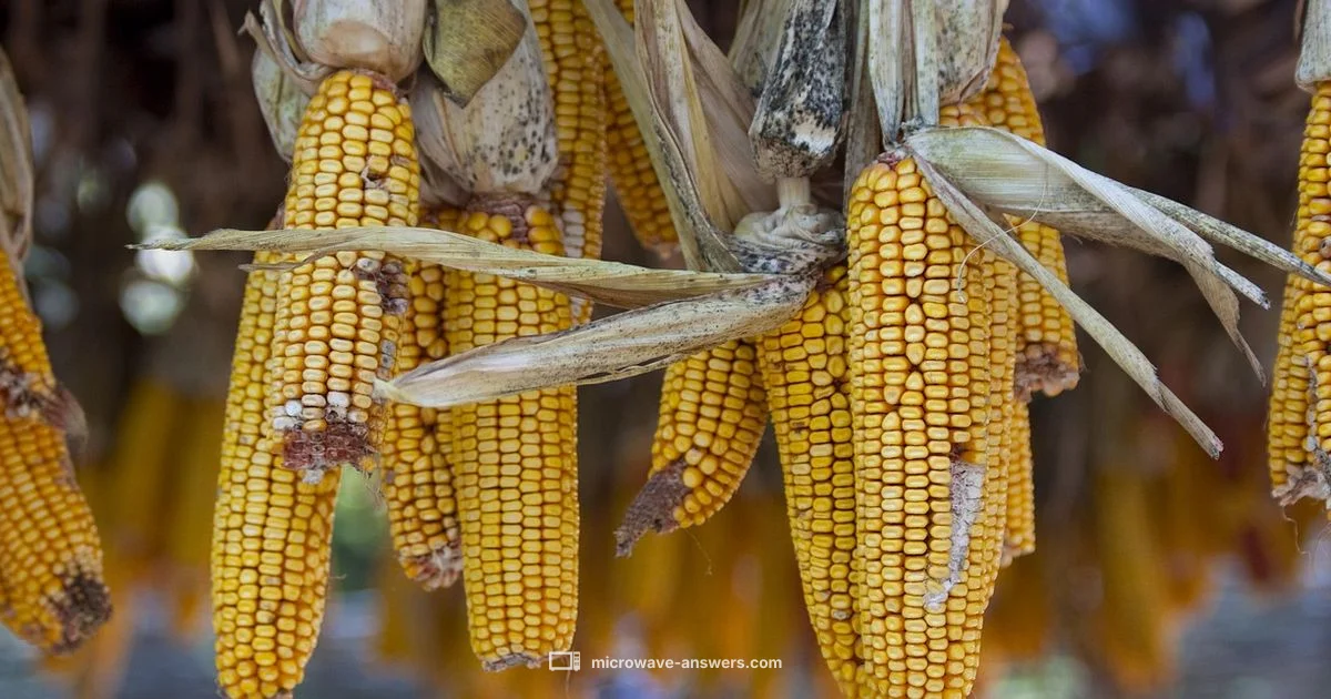 Husked Microwave Corn - Microwave Answers