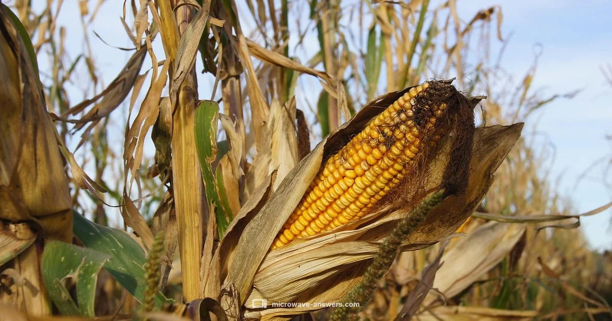 Microwave Corn Guide - Microwave Answers