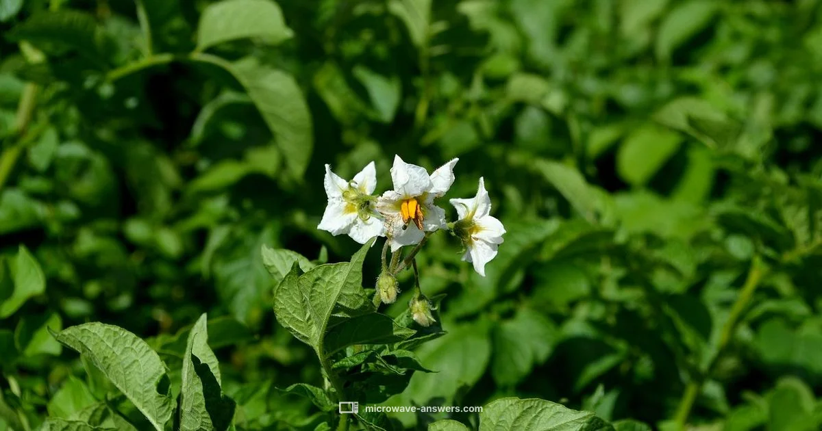 Microwave Baked Potato - Microwave Answers
