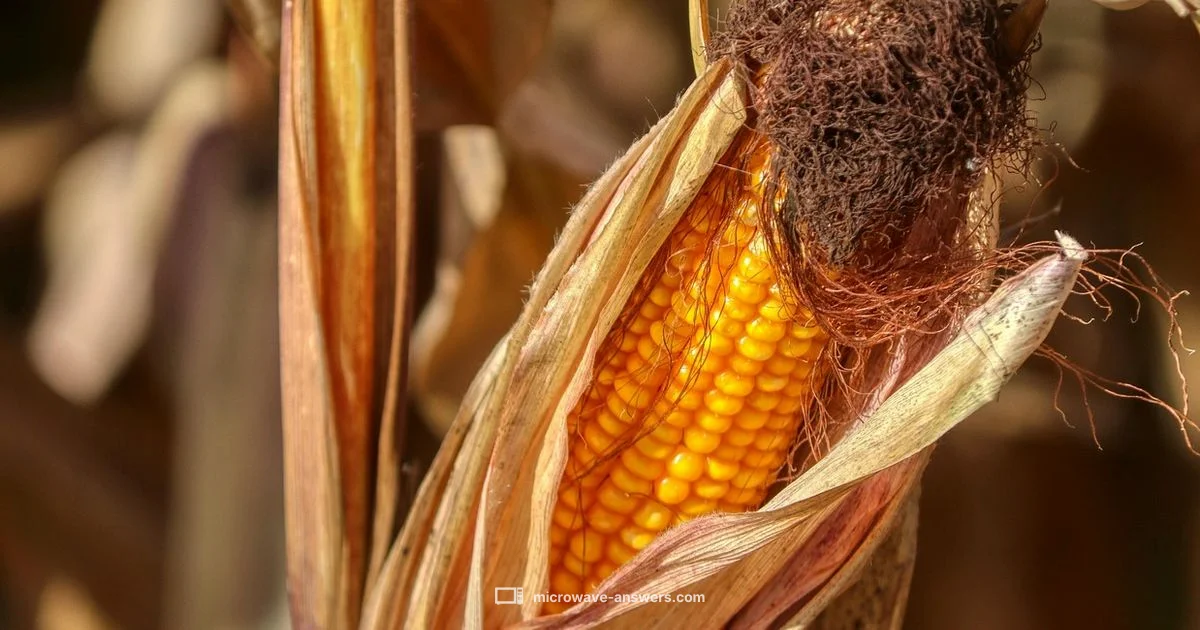 Husked Corn in Microwave - Microwave Answers