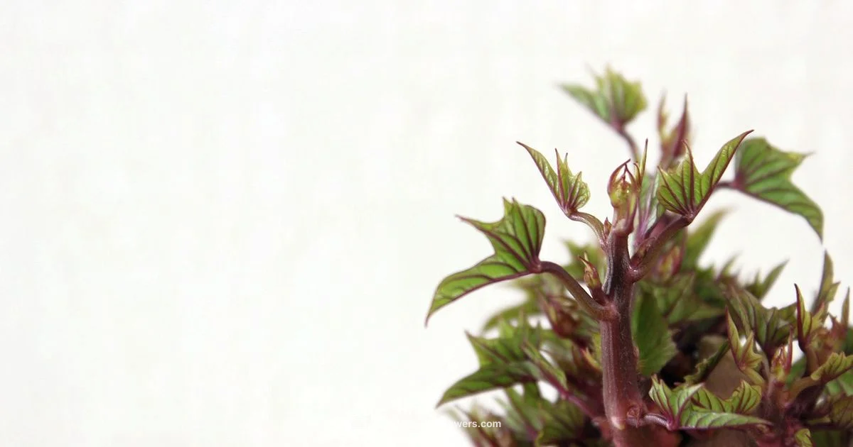 Microwave Guide - Microwave Answers