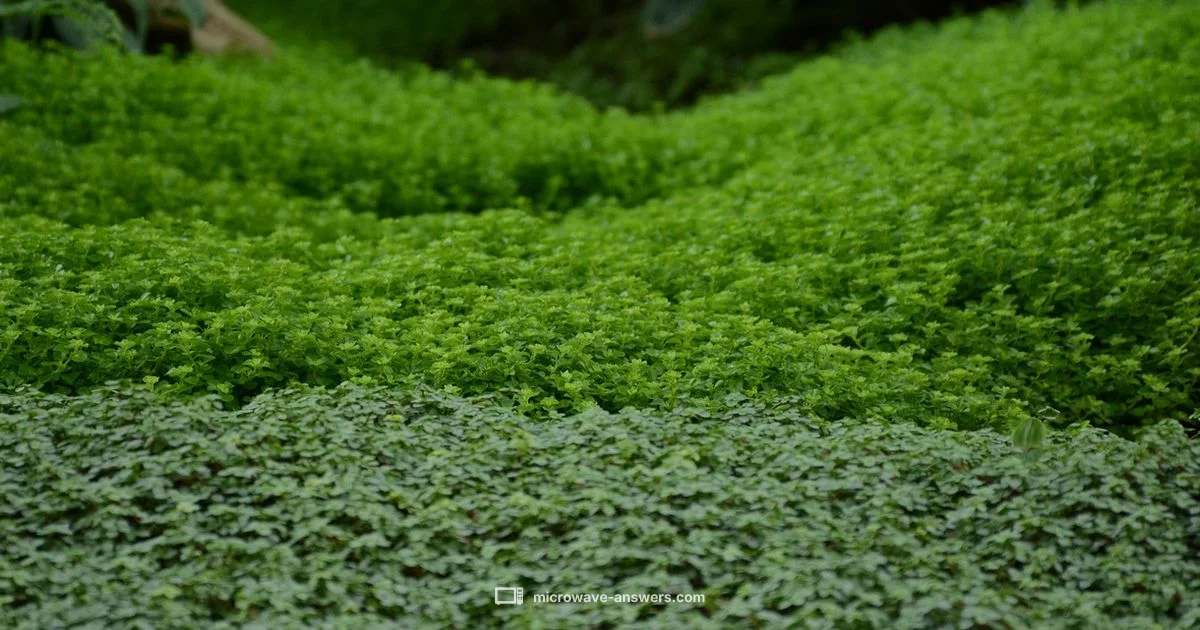 Microwave on Fridge - Microwave Answers