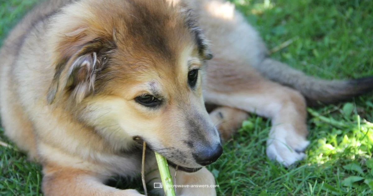 Warm Chew Prep - Microwave Answers