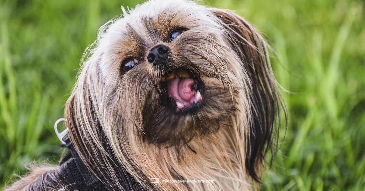 Yak Chew Heating Guide - Microwave Answers