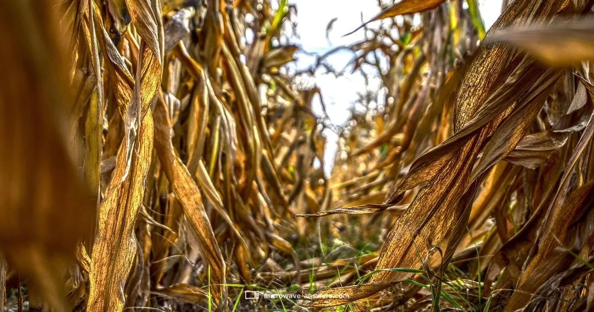 Husked Corn Microwave Husked Corn Microwave - Microwave Answers