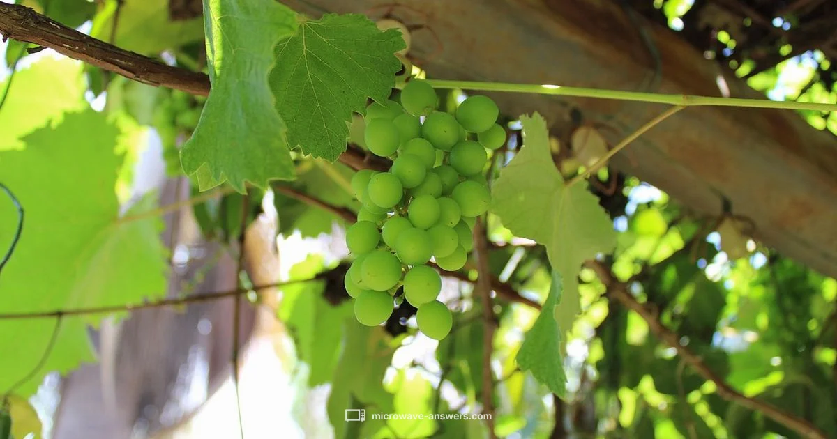 Grape Plasma Sparks - Microwave Answers